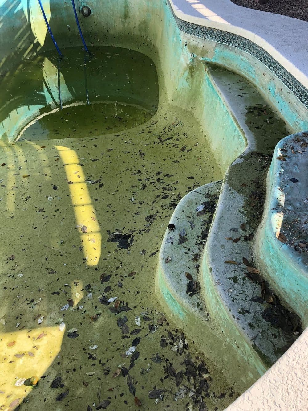 Dirty swimming pool with green water and debris on steps, sunlight reflecting on surface.